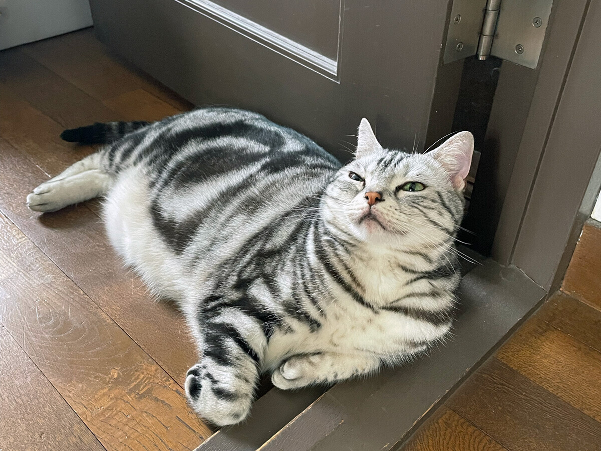 A cat beside a door